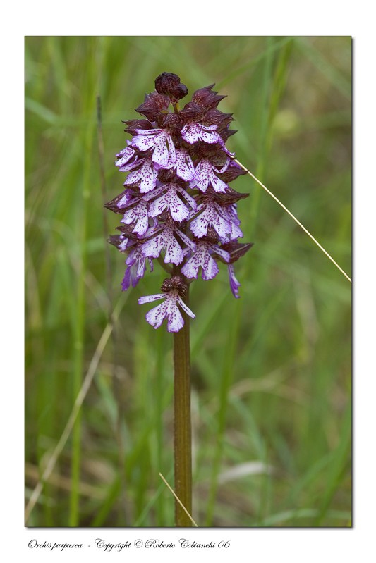 Fiori di primavera